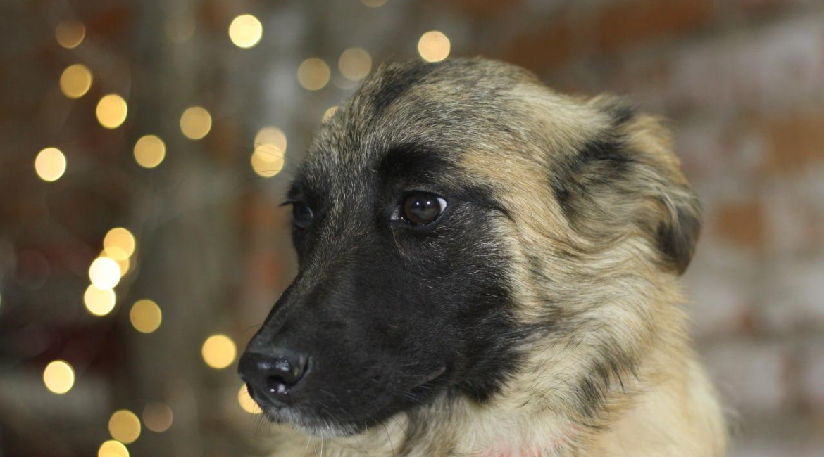 Chiens à adopter